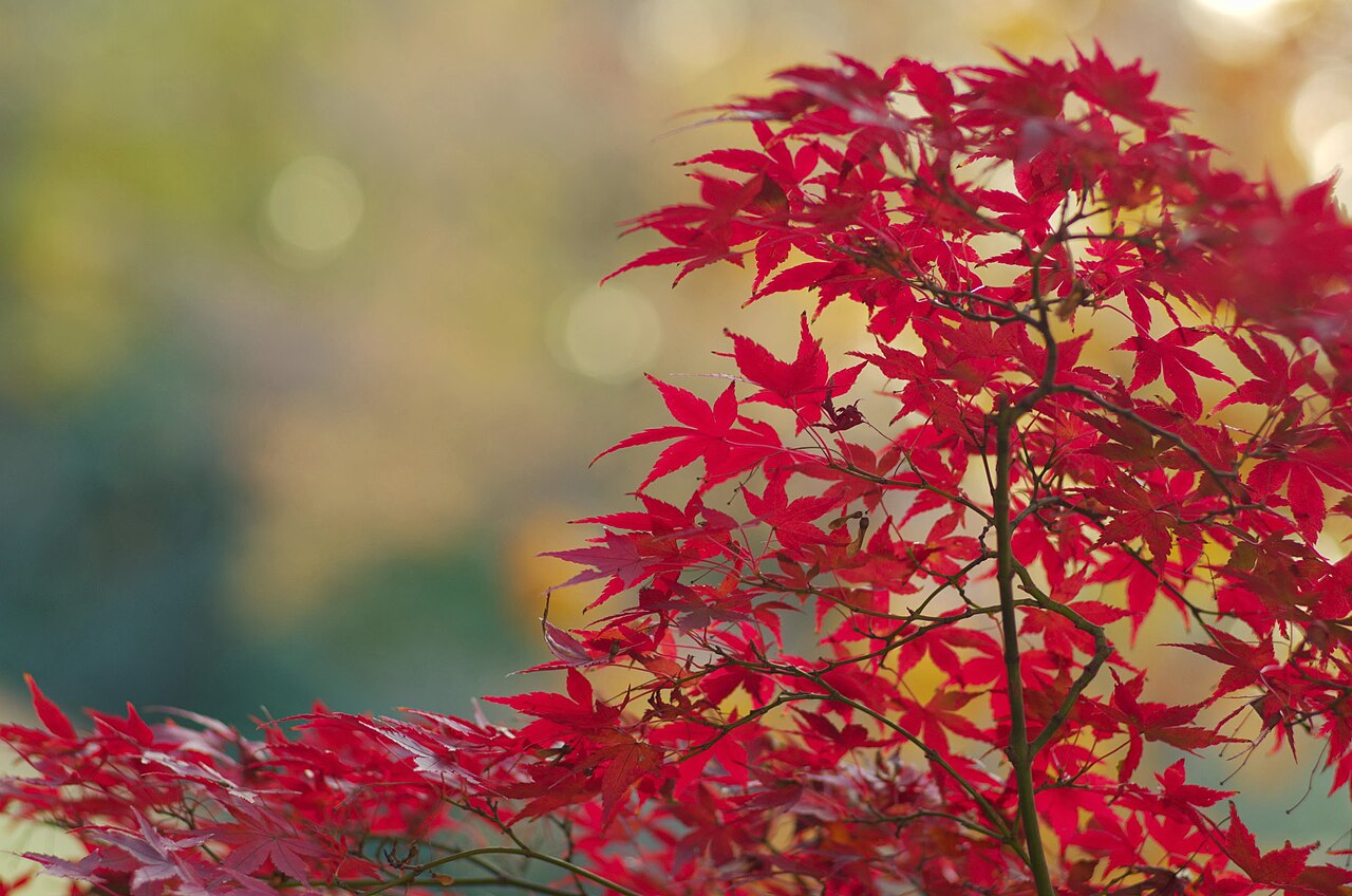 新宿御苑の紅葉