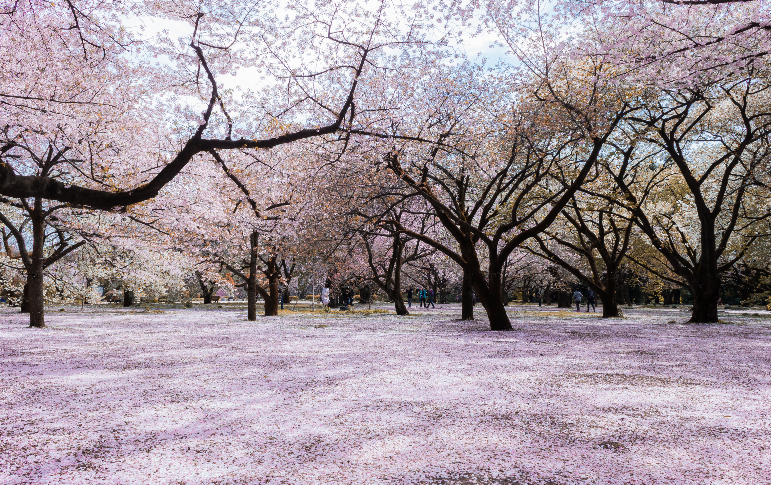 新宿御苑の桜